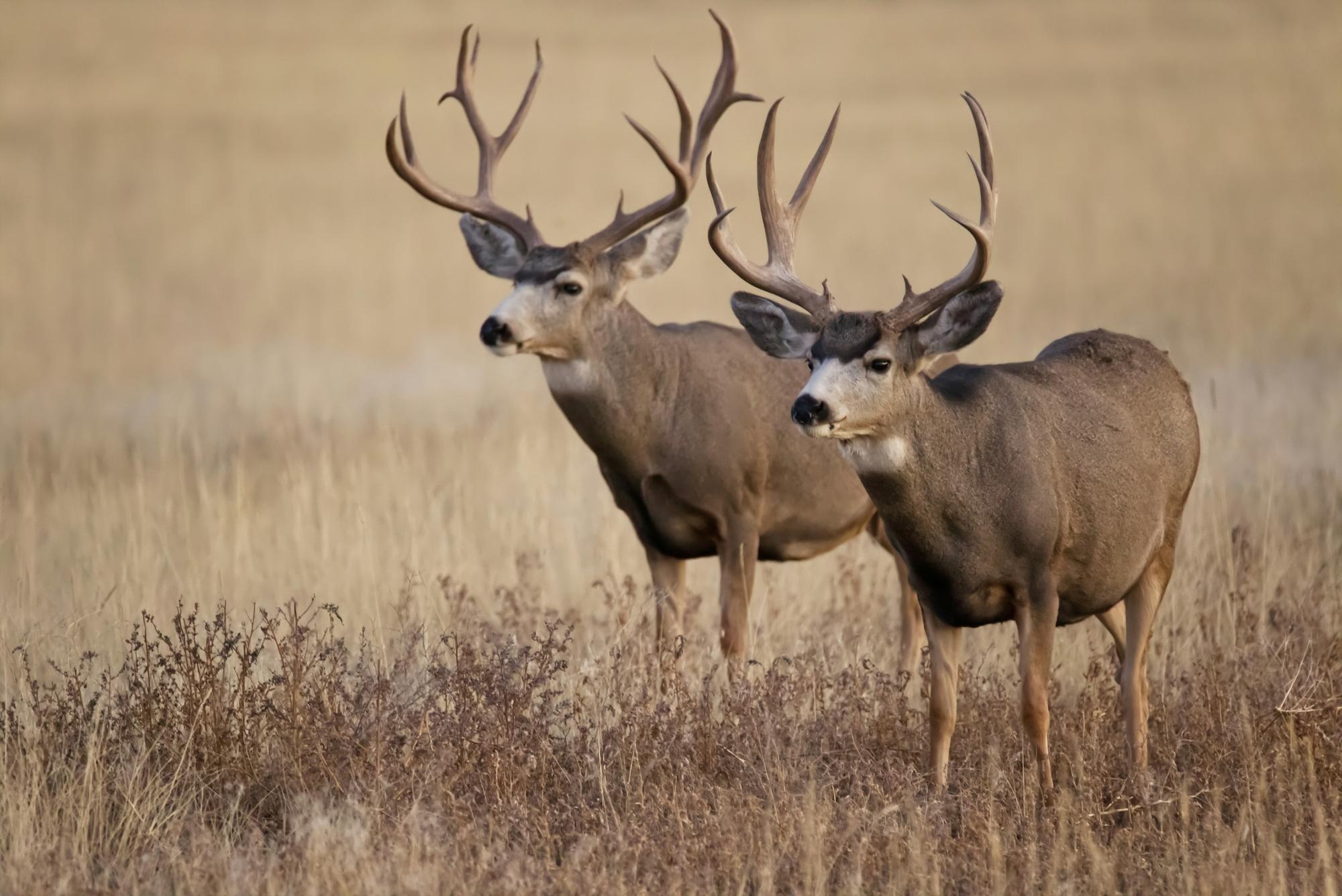 Two mule deer bucks with heavy antlers standing in dry autumn grass.